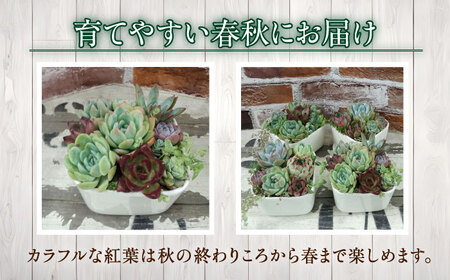 多肉植物の寄せ植え （10×10cm） 多治見市 / 多肉SHOP KATIE ケイティ 多肉ケイティ 多肉ショップケイティ 観葉植物 多肉 植木鉢[TGF001]