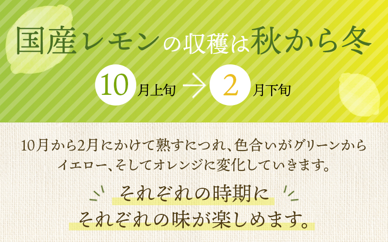 はぎファームのマイヤーレモン ３kg 【順次発送致します。】 / レモン 国産 マイヤーレモン 数量限定【hgf001A】