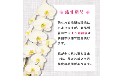 【定期便3ヶ月】胡蝶蘭 5本立て 白 スタンダード お祝い 須崎洋蘭園 SY6000_x 白 スタンダード