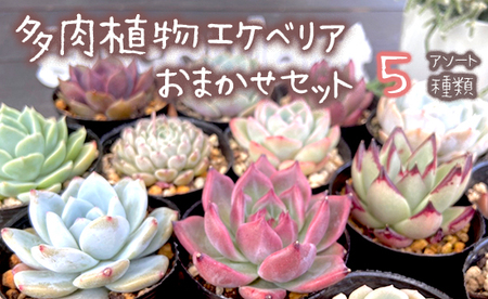 【5月発送】 多肉 植物 エケベリア 5種 多肉植物 おまかせ セット