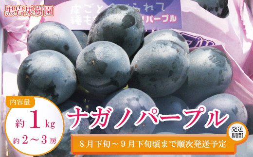 [No.5657-2604]ナガノパープル 約1kg（約2～3房）《黒岩果樹園》■2024年発送■※8月下旬頃～9月下旬頃まで順次発送予定