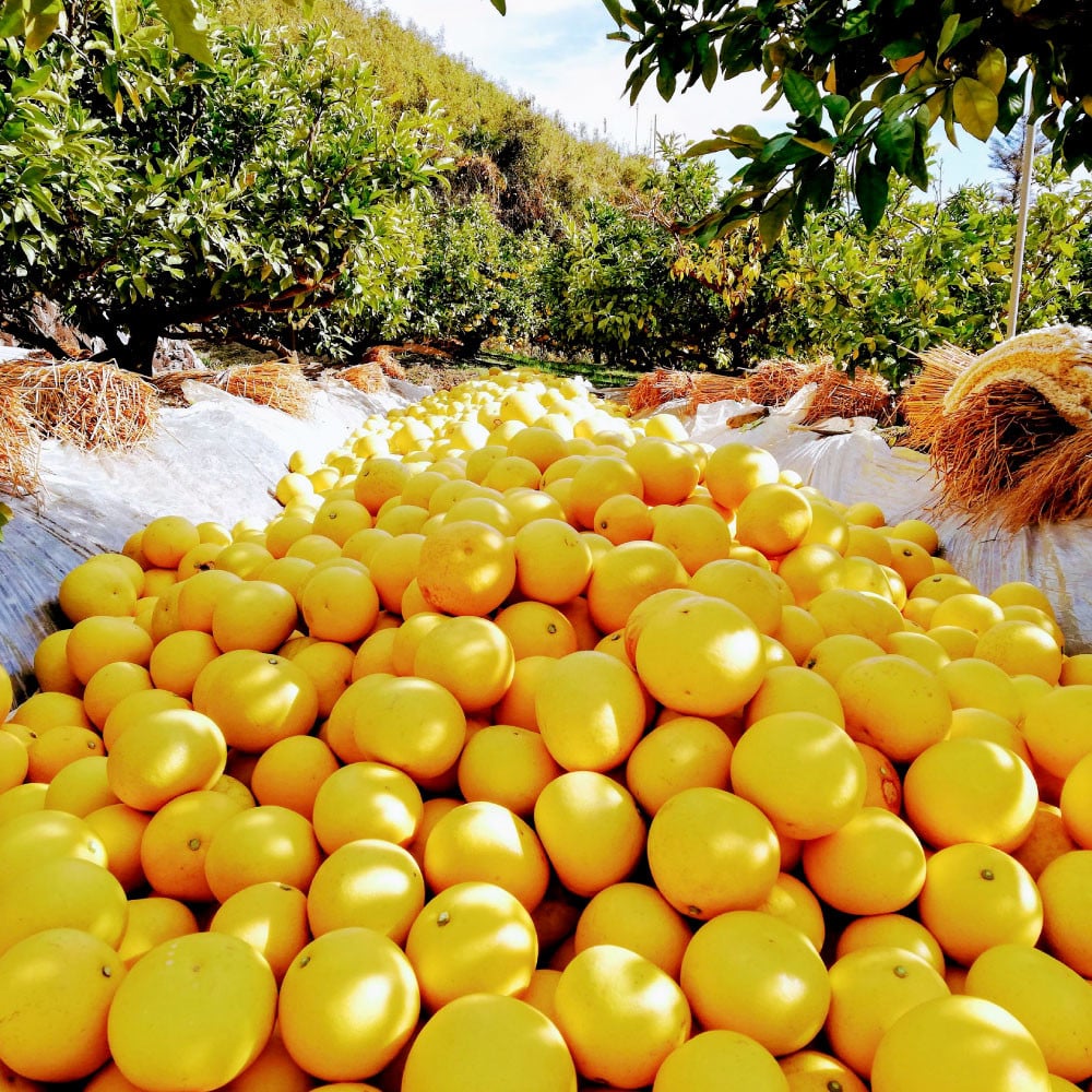 土佐文旦　贈答用　約10キロ