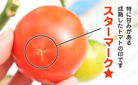 小串トマト 約1.0kg 甘味・うまみ・酸味のバランス抜群！ / 人気トマト 王道野菜 冷蔵トマト お中元トマト ギフトトマト お歳暮トマト 贈答用トマト 大容量トマト 絶品トマト 至高トマト 国産ト