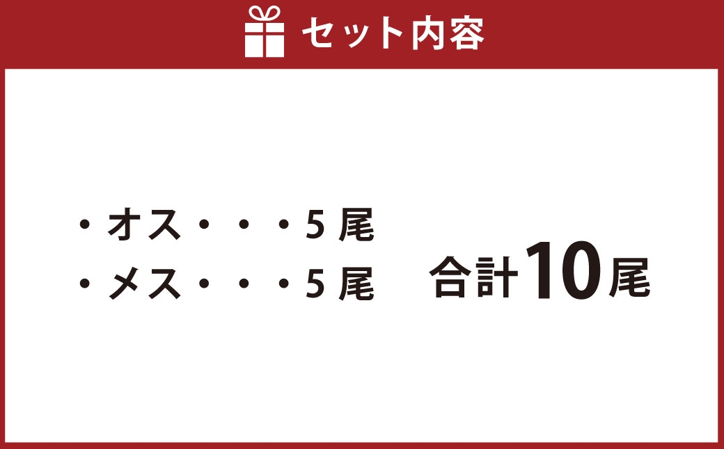 浜茹でしゃこ 訳あり10尾