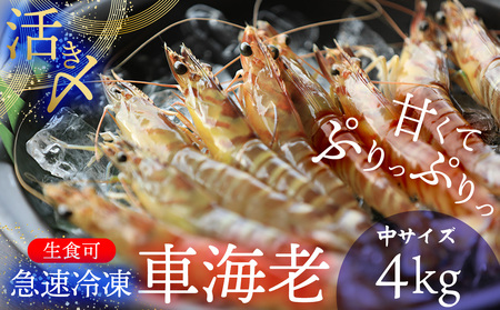 【久米総合開発】活き〆急速冷凍 久米島ブランド車海老 中サイズ 4kg 海の幸 海鮮 車えび クルマエビ くるまえび 高級 食材 生食 刺身 鮮度抜群 プリプリ 甘み 旨味 ギフト グルメ お祝い 贈答品 贈り物 お歳暮 お中元