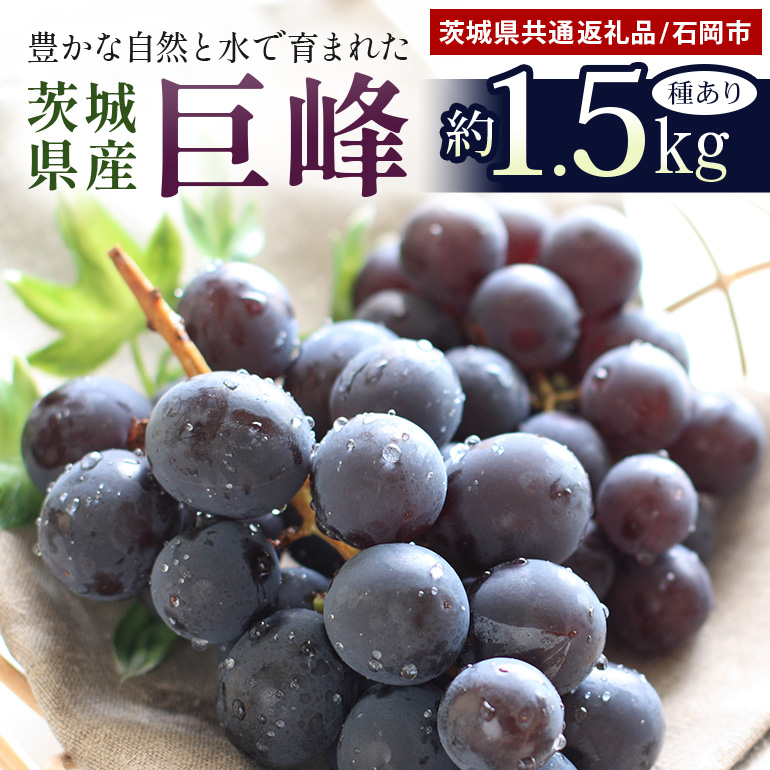 【数量限定・先行予約】 巨峰 約1.5kg（種あり）《8月20日～9月30日発送予定》 (茨城県共通返礼品 石岡市) 67-E