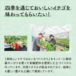 《2月発送土日祝》農家直送 完熟まりひめ（和歌山県オリジナルブランド いちご）4パック 【配送不可地域：北海道・沖縄・離島】