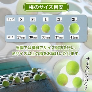 先行予約＜数量・期間限定＞朝日梅園の南高梅（生梅）10kg 箱 バラ詰め満杯 梅干し 梅酒 はちみつ梅 カリカリ梅 にもオススメ！【00-088-03】