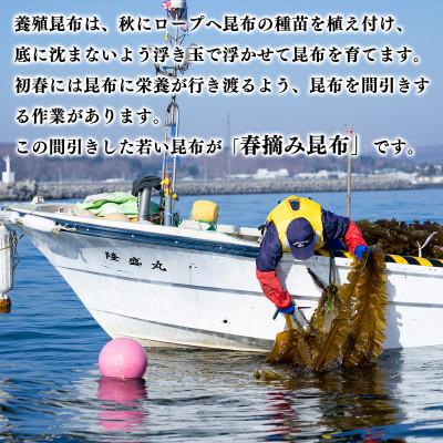ふるさと納税 鹿部町 【北海道鹿部町産】白口浜真昆布 春摘み 100g(50g×2)SS36-3 |  | 01