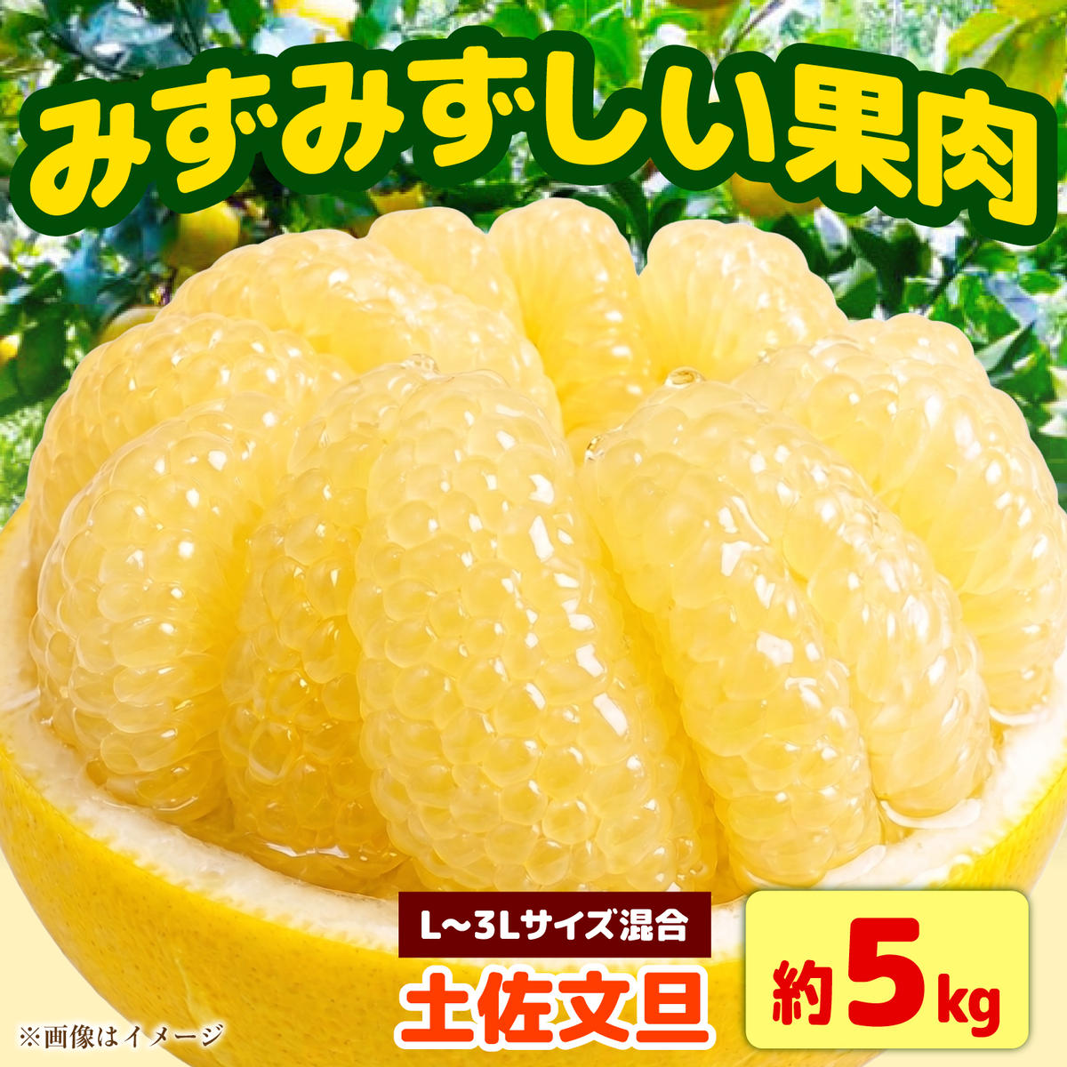 【先行予約】土佐文旦 家庭用 約5kg（L～3Lサイズ混合：8～13玉入り） 先行予約 文旦 ぶんたん ブンタン 柑橘 フルーツ デザート 果物 ご当地 人気 お取り寄せ＜2027年1月下旬から順次発送＞【玉木農園】