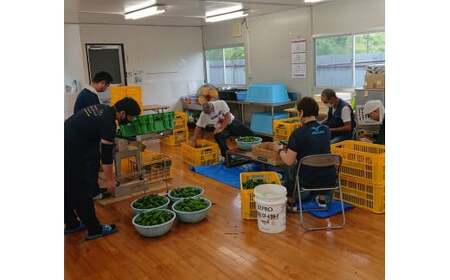 【先行予約】 苦みの少ない獲れたて新鮮ピーマン 約1kg 【 産地直送 料理 野菜 岩手県 陸前高田市 Farm Koganeyama 】2025年7月から発送予定 RT2759