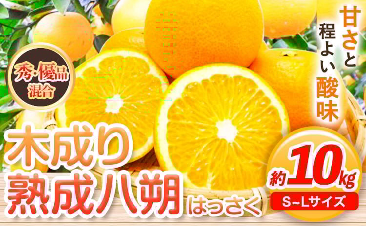 
            【産直】和歌山由良町産の木成り熟成八朔 約 10kg（S-Lサイズ）厳選館 《2026年3月中旬-5月中旬頃出荷》和歌山県 日高川町 柑橘 八朔 熟成
          
