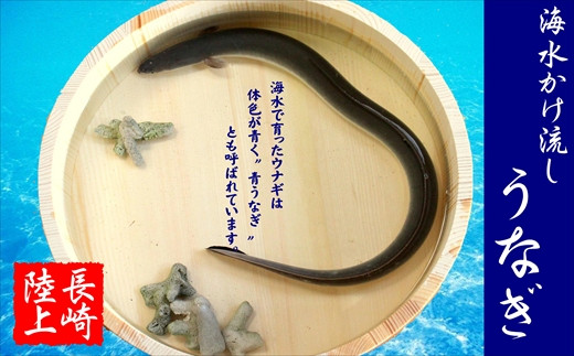 訳あり大容量！海水かけ流しうなぎ5尾〜7尾【F0-008】  うなぎ蒲焼 うなぎ 逸品 海水 ミネラルが豊富 臭みがない