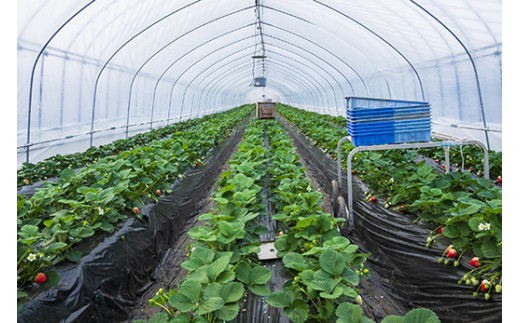 田口いちごファームの いちご　スカイベリー ※2024年1月中旬〜2月下旬頃に順次発送予定