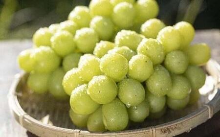 【2026年先行予約】 シャインマスカット 約1kg ≪2026年9月下旬～順次発送≫ 塩尻市産 | シャイン ぶどう 葡萄 ブドウ くだもの 果物 フルーツ マスカット しゃいん ますかっと 先行 先行予約 旬 塩尻 長野 信州