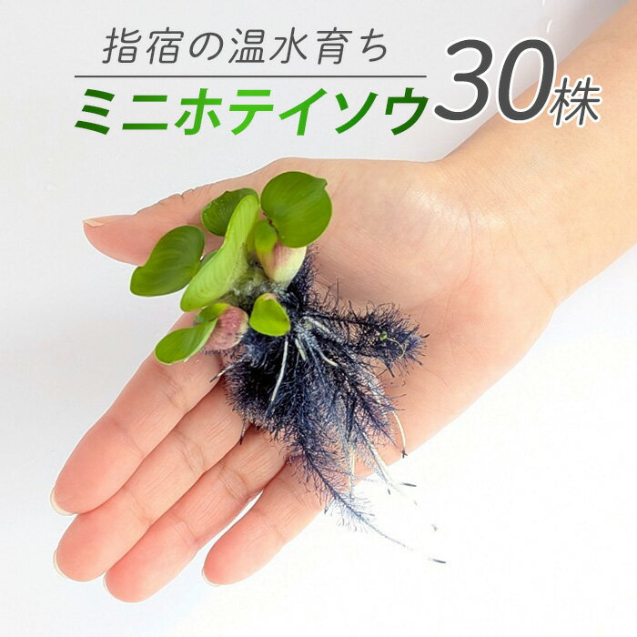 【ふるさと納税】【10営業日以内に発送】【温水育ち】ミニホテイソウ 30株 ※北海道・沖縄・離島配送不可※ ホテイ草 水草 ミニ メダカ 飼育 ペット 生き物 魚 初心者 水槽 アクアリウム【otofarm】