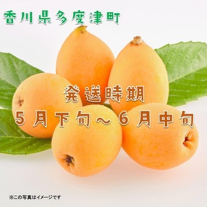 【予約受付中!令和7年6月上旬頃より発送!】なつたより(びわ)約1kg【A-41】
