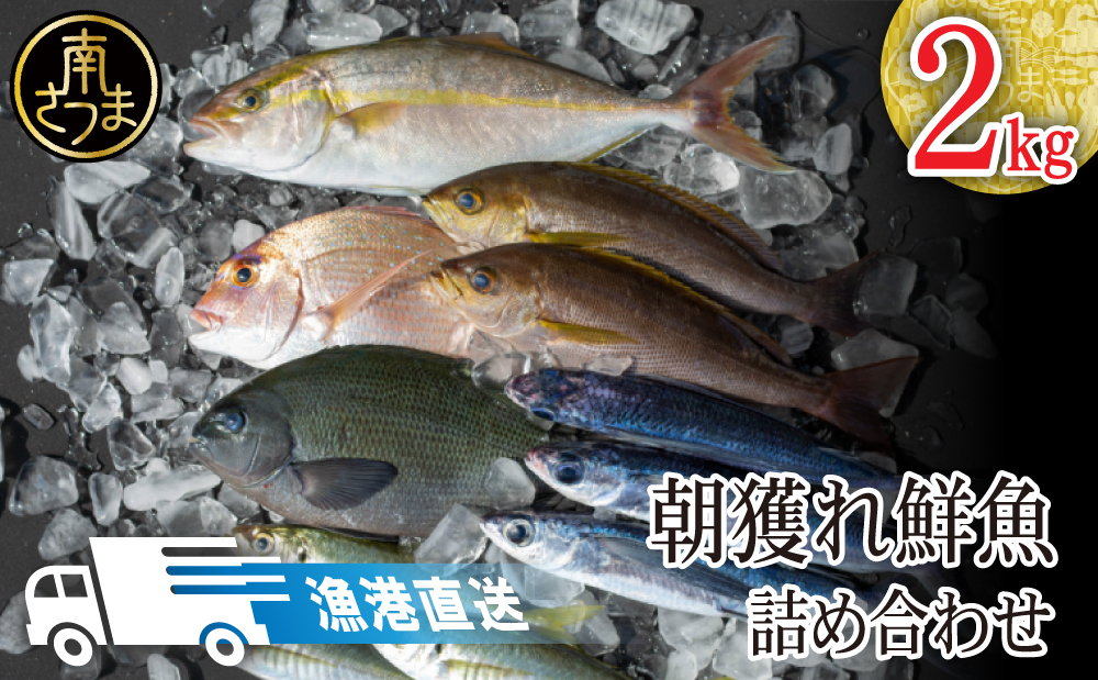 【漁港直送】朝穫れ鮮魚 詰め合わせ 2kg