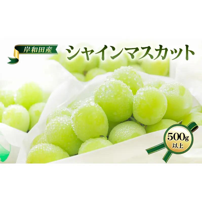 ぶどう シャインマスカット 1房 500g以上 先行予約 ぶどう