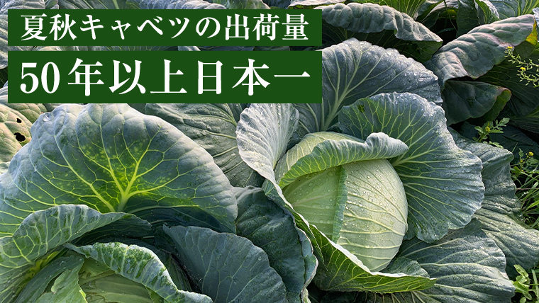 【7月上旬以降発送開始】 嬬恋キャベツ 嬬恋産 高原キャベツ3玉1ケース  先行予約 2025年発送 旬の野菜 きゃべつ 産地直送 群馬 お取り寄せ 野菜 セット Lサイズ [AS010tu]