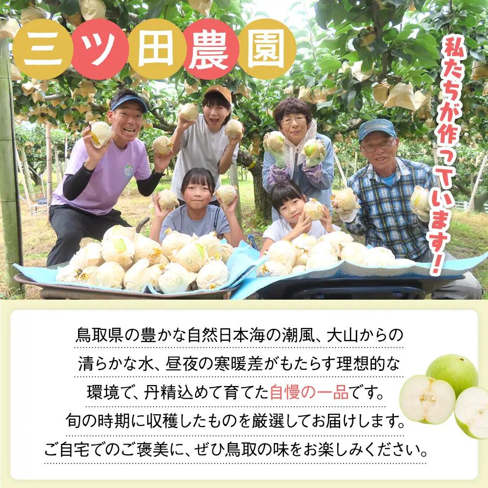 梨 三ツ田農園 新興梨 (青秀)3kg 10月頃お届け