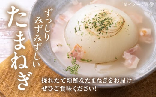キタアカリ・玉ねぎセット 計20kg 北海道 じゃがいも ジャガイモ 玉ねぎ キタアカリ 季節の野菜 産地直送