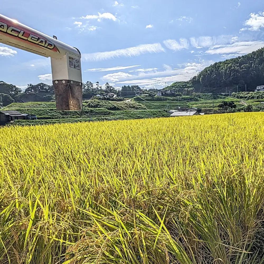 なつほのか 10kg （精米）