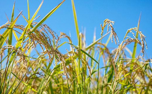 【真空パック】熊本県菊池産 ヒノヒカリ 玄米 計4kg（2kg×2パック）七城物語 高野さんちの自然栽培米 《30日以内に出荷予定(土日祝除く)》---045-3024---