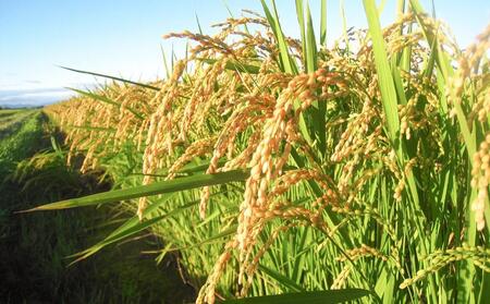 CRAFT 旭川いちご　糀あまざけ　10缶