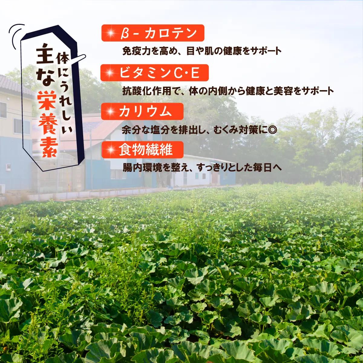 【訳あり】かぼちゃ くり大将 カボチャ 約10kg (5～6玉)