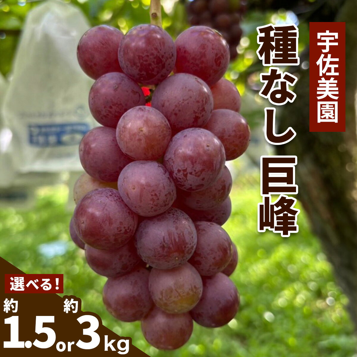 【ふるさと納税】[8月中旬より順次発送／数量限定] 宇佐美園が育てた 種なし 巨峰(選べる内容量：約1.5kg／約3kg)｜先行予約 ブドウ 朝採れ直送 伊勢原の夏を彩る濃厚な甘み [1163]