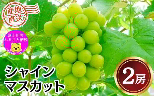 
            【2025年発送分】《JA厳選》 シャインマスカット 2房 （約1kg前後） フルーツ シャイン マスカット 山梨県産 果物 くだもの ぶどう ブドウ 葡萄 大粒 種なし  種無し 産地直送 先行予約 富士川町
          