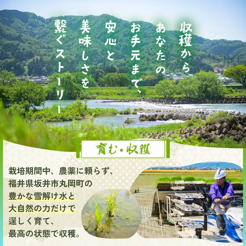 【令和7年産】 【6ヶ月連続お届け定期便】おおかわさんちのコシヒカリ 5kg × 6回 計30kg 精米 [E-10802]