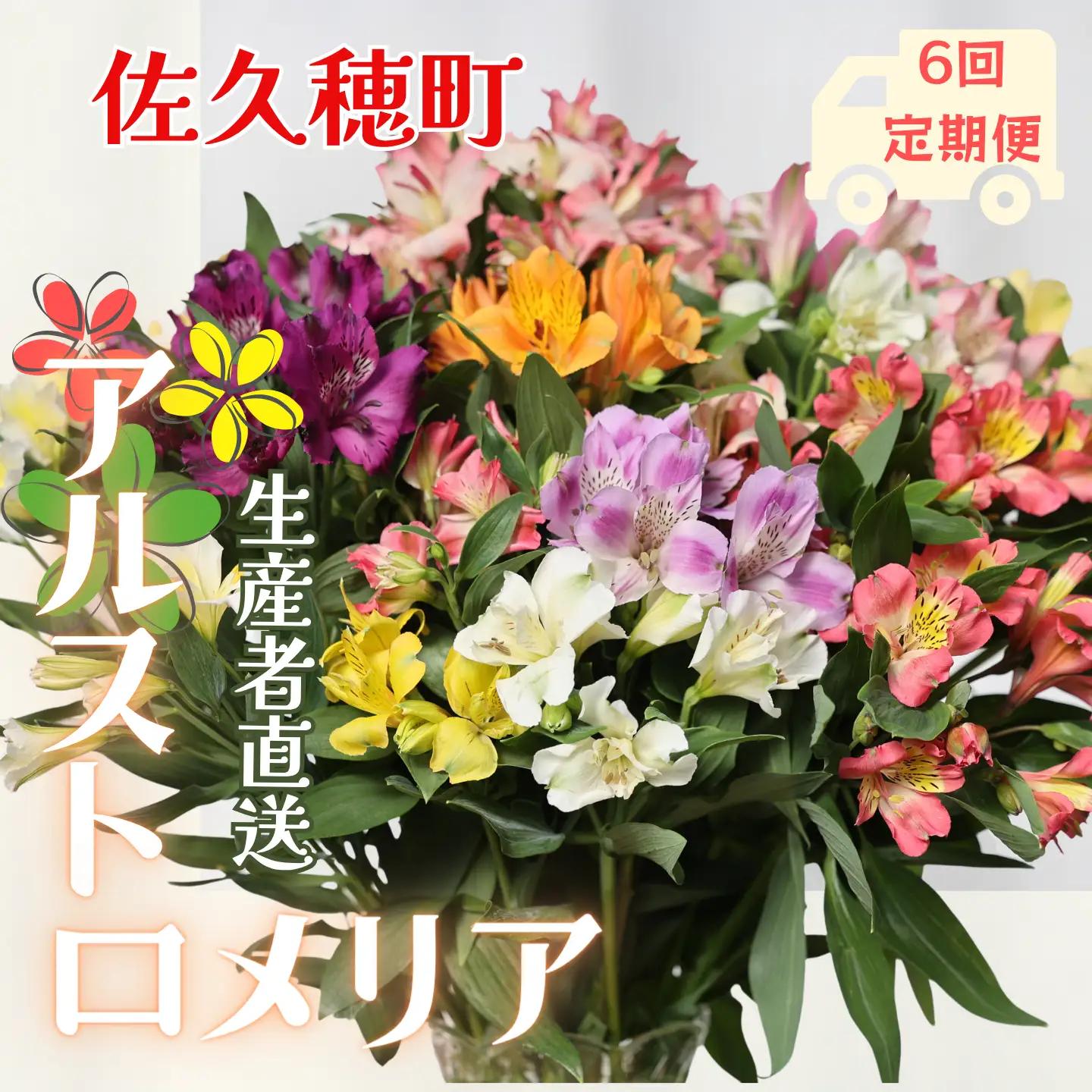 定期便６回便　切り花 アルストロメリア【生花・多少の茎曲がり有　花丈70cm・35本前後】４～９月（KS-T505）
