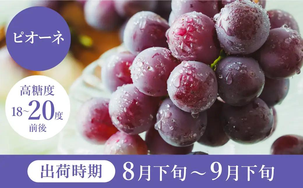 ピオーネ 豊岡ぶどう 訳あり 約300g×6パック【2026年先行予約・数量限定】