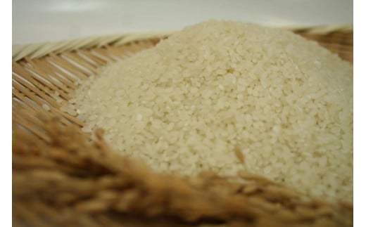 スプリングライス ミルキークィーン (白米) 5kg | 米 こめ コメ 5キロ 精米 白米 ミルキークイーン みるきーくいーん 古河市産 茨城県産 取り寄せ お取り寄せ ギフト 贈答 贈り物 プレゼ