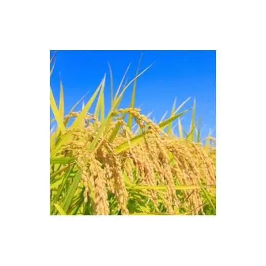 【 定期便 3回 】《 令和7年産 》千葉県産 コシヒカリ 20kg ／ 米 こめ コメ お米 おこめ コシヒカリ こしひかり 令和7年 白米 精米 ごはん 20kg 定期便 送料無料