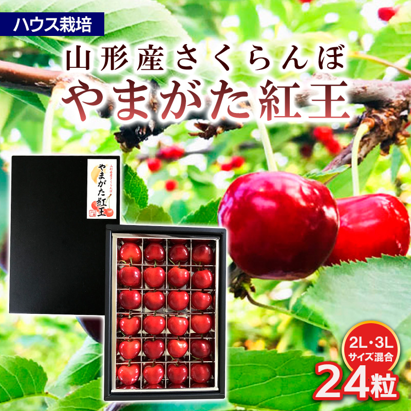 ハウス栽培 山形市産さくらんぼ【やまがた紅王 特選品】2L,3L混合 24粒 FY25-848