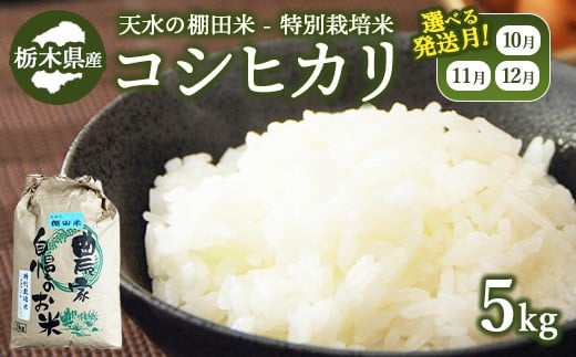 【12月下旬発送】14-7 天水の棚田米 特別栽培米 コシヒカリ 5kg 栃木県