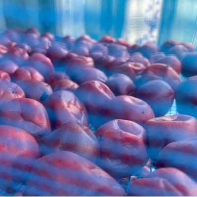 ふるさと納税 水戸市 【水戸市優良観光土産品】Shamrock 粒マスタード 梅香 12個 |  | 02