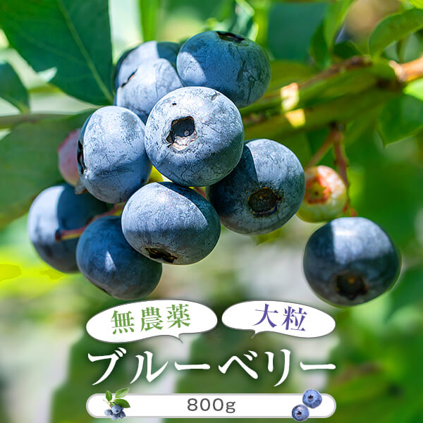 【ふるさと納税】ブルーベリー 冷凍 100g × 8 パック 800g 無農薬 国産 果物 大粒 フルーツ くだもの ベリー 送料無料 近藤農園 鹿児島 薩摩川内市