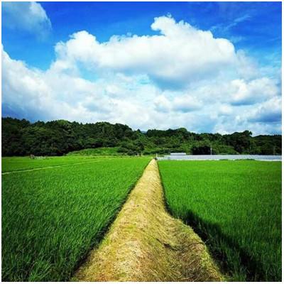 ふるさと納税 桂川町 季節のエディブルフラワー100輪おまかせ |  | 02
