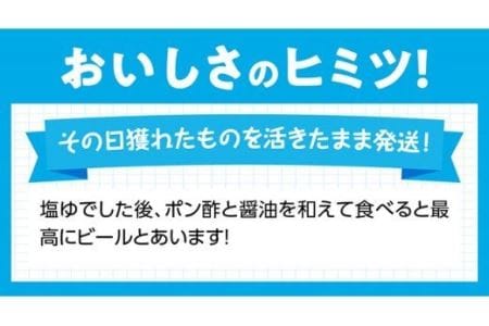 宮崎県産活貝　日向灘獲れ！よだれミナ(シマミクリ貝・シマアラレミクリ貝) 【 貝 魚介 活貝 新鮮 おつまみ 川南町 魚介類 魚貝 】