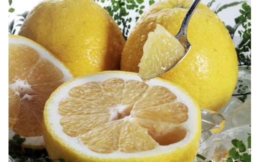 八幡浜産・河内晩柑10kg＜訳あり＞＜D56-53＞_訳あり わけあり 訳アリ みかん ミカン 河内晩柑 晩柑 柑橘 フルーツ くだもの 果物 青果 ふるーつ 甘い ジューシー 常温 産直 産地直送 旬 愛媛 季節限定 傷 規格外 不揃い 【1508531】 YWTAS043