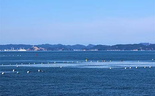 数量限定【訳あり】大容量味のりミックス 240g（3パック） 海苔 のり 味付け海苔 有明海産 訳あり 規格外 食品 F6L-1165
