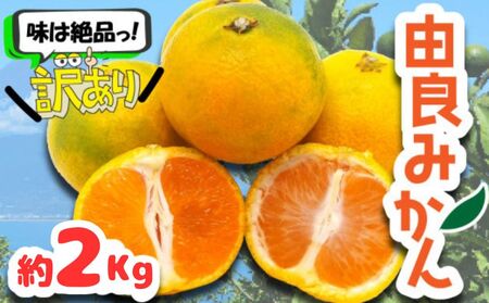 訳あり 由良 みかん 約2kg フルーツ 柑橘 オレンジ 果物 数量限定 国産 蜜柑