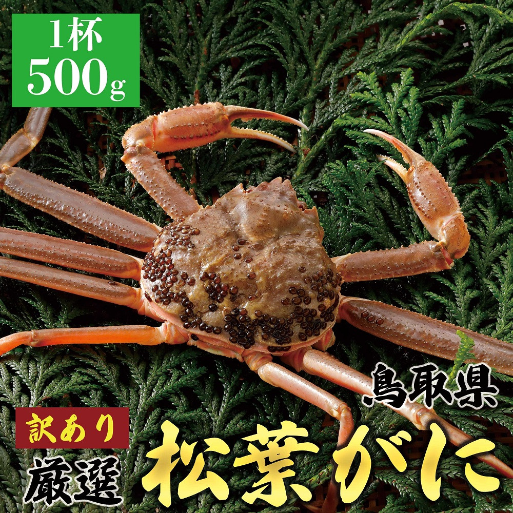 1056.【2025年11月発送】特撰 松葉がに（なま）【訳あり】500g超のサイズ 食べ応えあり 1杯