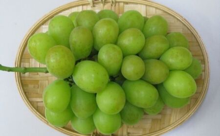 食卓応援品　シャインマスカット（ご家庭用）約1.5kg