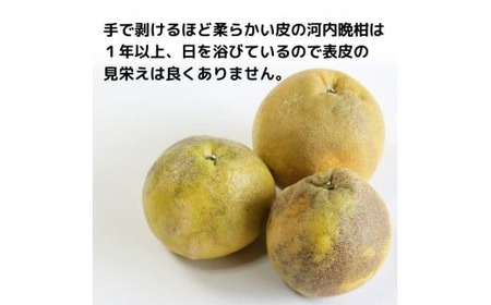 訳あり 愛南ゴールド（河内晩柑) 2kg 柑橘 愛南ゴールド 青果市場