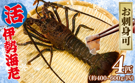 【9月以降順次発送】 伊勢海老 活伊勢海老 400-600g 4匹 約2kg 新鮮 ｴﾋﾞ ｴﾋﾞ ｴﾋﾞ ｴﾋﾞ ｴﾋﾞ 海老 海老 海老 海老 海老 伊勢海老 伊勢海老
